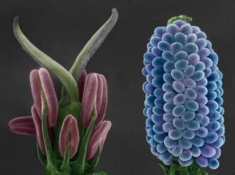 OBR 5 Journal of Experimental botany final